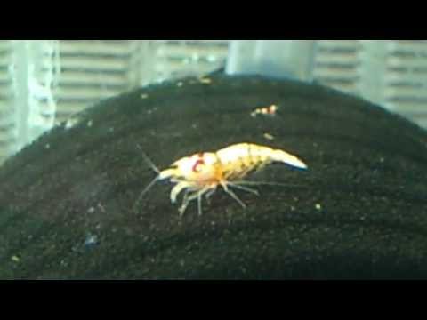 Crevette smiley qui mue for Shrimps-passion
