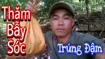 Cách Bẫy Sóc Bông & Đi Thăm Bẫy Sóc Trúng Đậm - Tập 1 | Nhật Trung TV