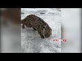 Камышовый кот пришел к лунке рыбака в Приморье