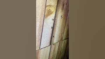 Are Cockroaches in Your Walls?