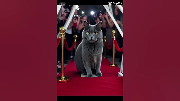 Watch the video about Gray Cat Superstar #shorts #shortsvideo #cat #funny #funnycats