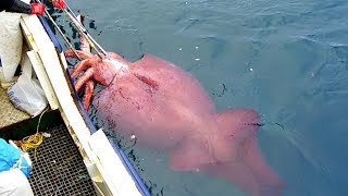 Modern Fast Squid Fishing Technology on Big Boat, Amazing Traditional Big Squid Fishing Skill