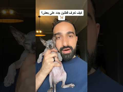 كيف تعرف قطتين جدد على بعض