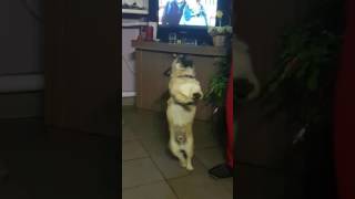 Funny dog dancing rititi (sokantis suo)