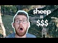 8 Ways to Save (AND MAKE) Money With Sheep