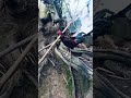 malapit na pasko yari ka kay pare kaya tago kana#ayam #rooster