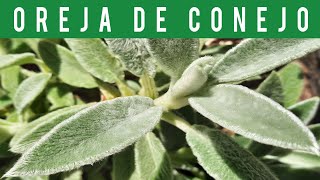 🟡OREJA DE CONEJO (LAMB'S EAR) PLANTAS MEDICINALES y COMESTIBLES (MEDICINAL & EDIBLE PLANTS)🌿🐰 (2023) screenshot 2