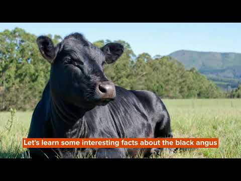 Black Angus Facts You Won't Believe!