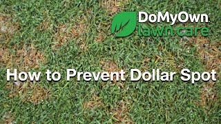How to Prevent Dollar Spot Fungus