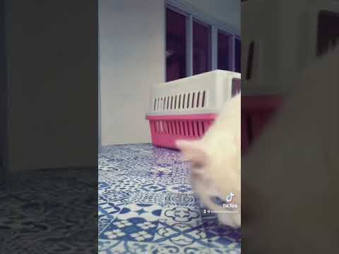 this music is suppose to remind cats how they were worshipped in egypt