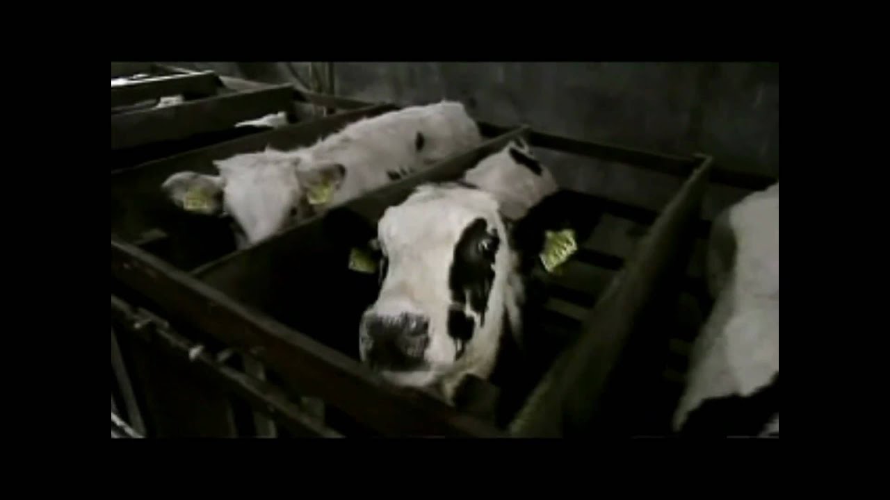 WSPA Campaign: Farm Animal Welfare