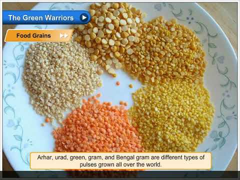 Food Grains | Environmental Studies Class