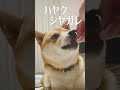 しつけを極めた柴犬こむぎ