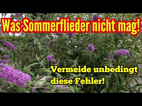 Was Sommerflieder nicht mögen - Mach das auf keinen Fall falsch!