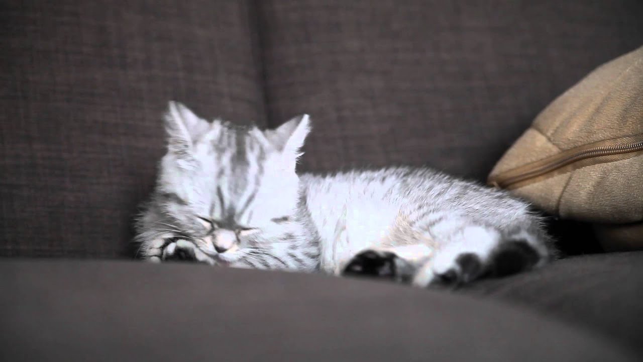 Britisch Kurzhaar Kitten Bkh Mit 10 Wochen Mias Erster Tag Silver Tabby