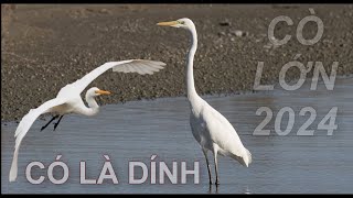 Tiếng CÒ TRẮNG LỚN , CÒ ngàng lớn KÊU trống mái bẫy lưới ngày lưới đêm TỐT 2024 tháng 8