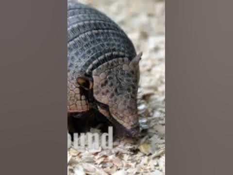 suara armadilo/armadillo sound - YouTube