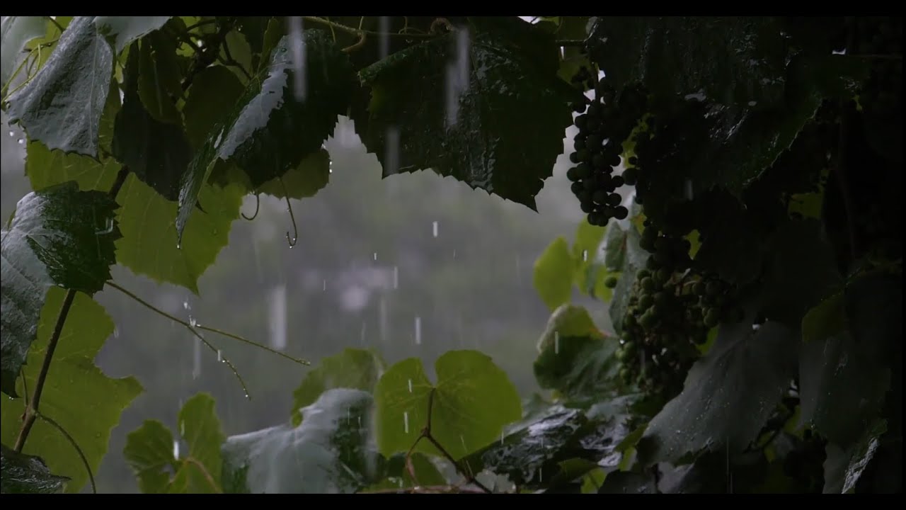 Rain Sounds for Sleeping #relaxing , reduce #anxiety, and #sleep  deeply #rain