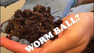 Search for Worm Balls & Hot Bin Discussion Vermihut WormBin Feeding #4 Tray 3 Vermicompost Worm Farm