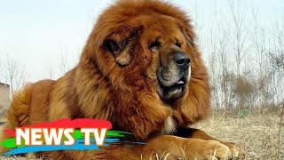 Sức mạnh đáng kinh ngạc của loài chó mạnh nhất thế giới