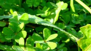 Version 1 of the video