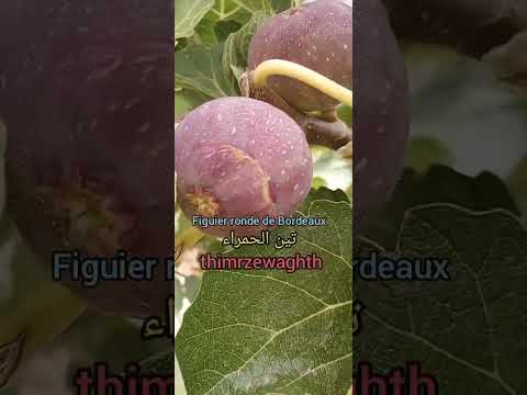 Figuier Variété Ronde De Bordeaux A La Proche De Maturité 2025 Fruit Nature Fight Fig Explore