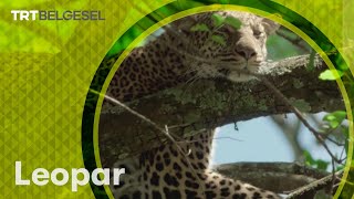 Leopar Sen De Tanık Ol Trt Belgesel