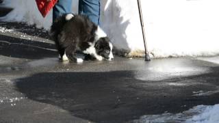 "Cindy" (Parker X Vallen) - Bellaclan Border Collies