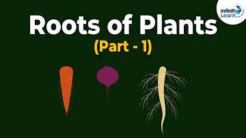 Do all English words have roots?