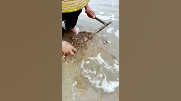 The process of catching the sea and digging snails = good tools can improve efficiency