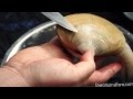 CLEANING CLAMS