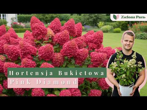 Pink Diamond Hydrangea - Everything you need to know (Flowers, pruning, care) 🌺