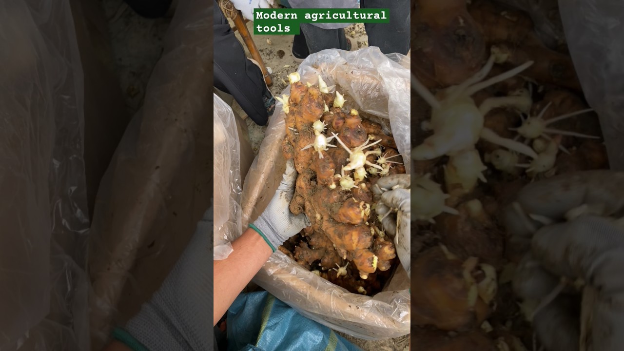 This Root is Pure Gold – Freshly Dug Turmeric! 🥇 