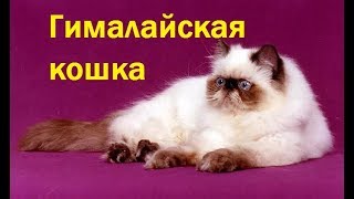 Все кошки мира: Гималайская кошка. Все кошки мира: Гималайская кошка.