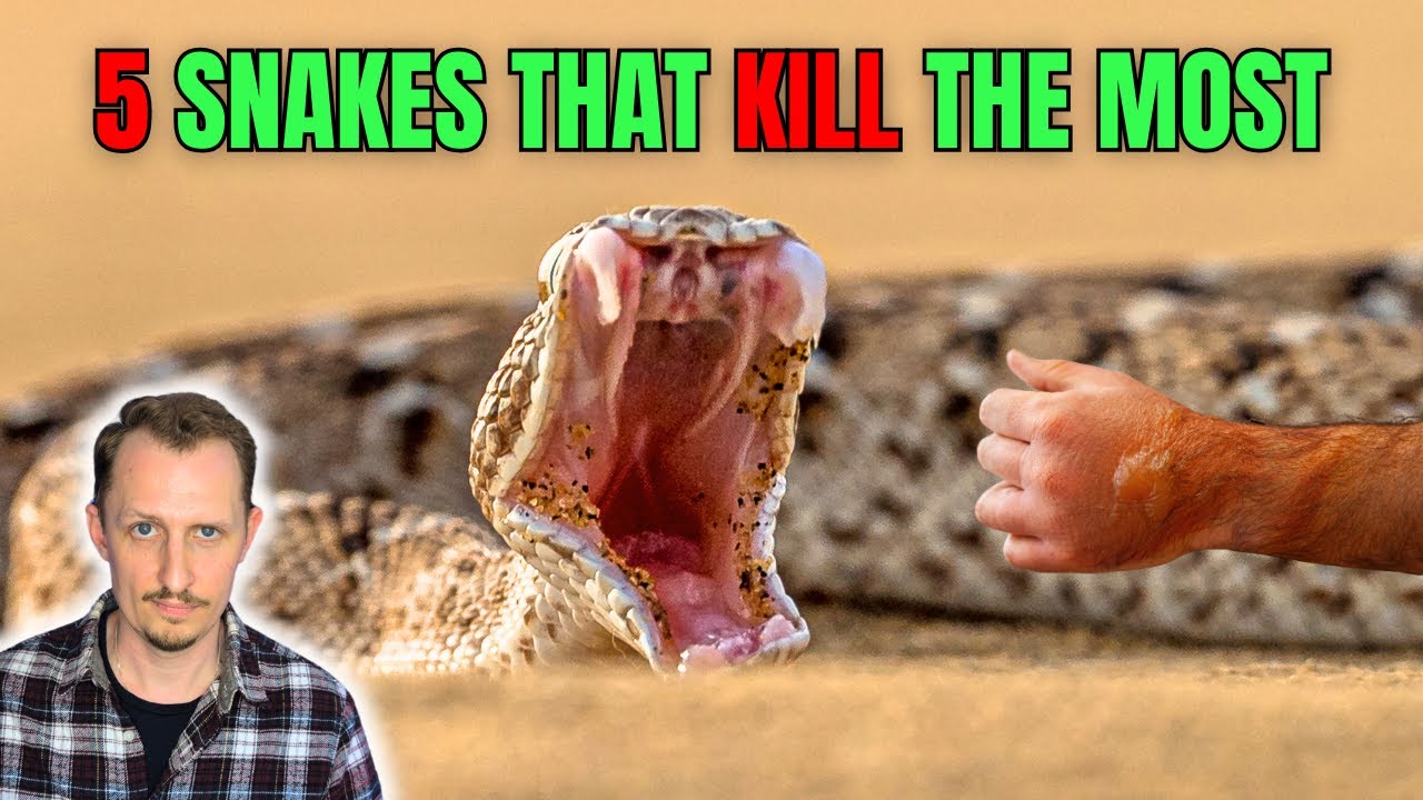 5 Deadliest Snakes on Earth – Actual Killers!
