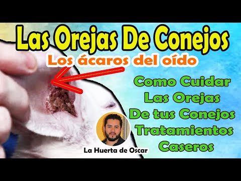 COMO CURAR LAS OREJAS DE TUS CONEJOS (REMEDIO CASERO Y FACIL) hqdefault