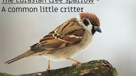 The Eurasian Tree Sparrow (Passer montanus) - A Common Little Critter