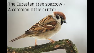 The Eurasian Tree Sparrow Per Mont - A Common Little Critter