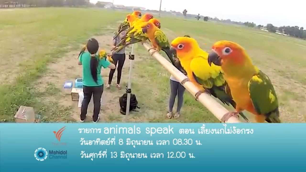 (PV) Animals Speak : เลี้ยงนกไม่ง้อกรง (8 มิ.ย. 57) เจาะลึกวิธีฝึกนกให้เชื่อฟัง