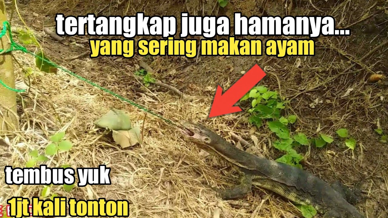 MANCING BIAWAK LAGI...