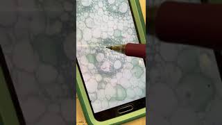 Details Zea Mays Monocot Stem Update