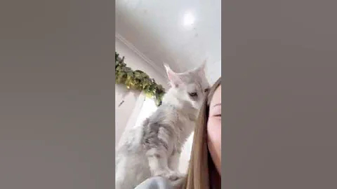 Video 7376591: maine coon kitten adoption, baby kitty