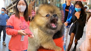 Interesting Animal Market in China