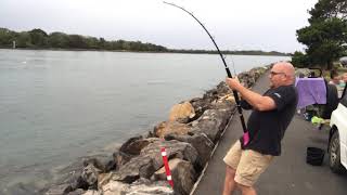 3m Bull Shark caught in North Coast River (NSW)