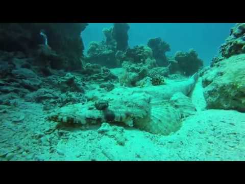 Crocodile fish red sea