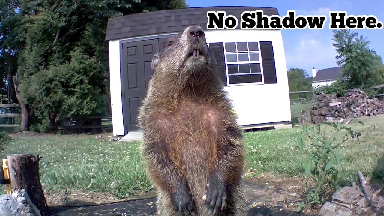 Happy Groundhog Day Chunk!