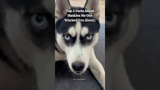 Top 5 Facts About Huskies No One Warned You About😂 #husky #huskydog #funny #siberianhusky #shorts