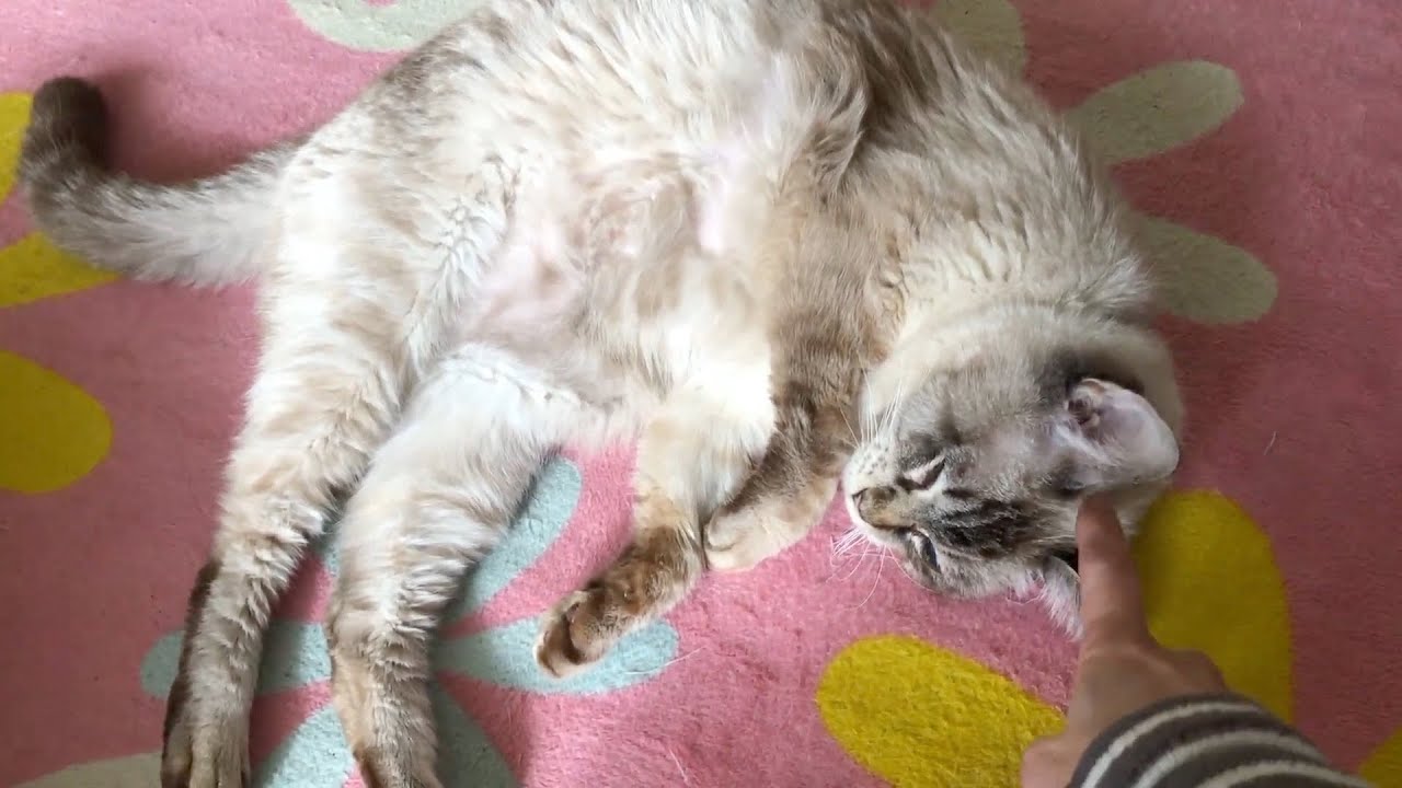 温い所が良いね💕 - YouTube