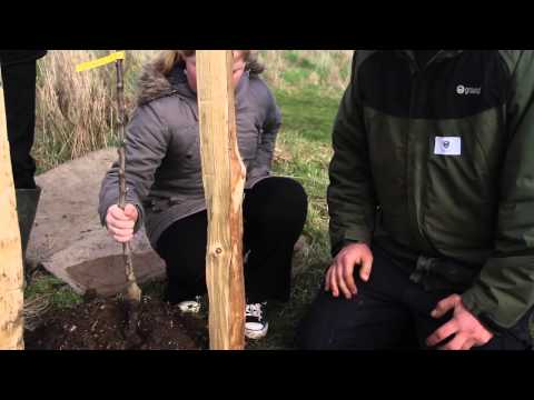 वीडियो: ब्रेबर्न जानकारी: ब्रेबर्न सेब के पेड़ उगाना सीखें