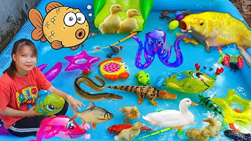 Tổng Hợp Thỏ Vlog Bắt Cá Mập, Tìm Kiếm Con Thỏ Dưới Ao Bèo, Con Rùa, Cá Sấu